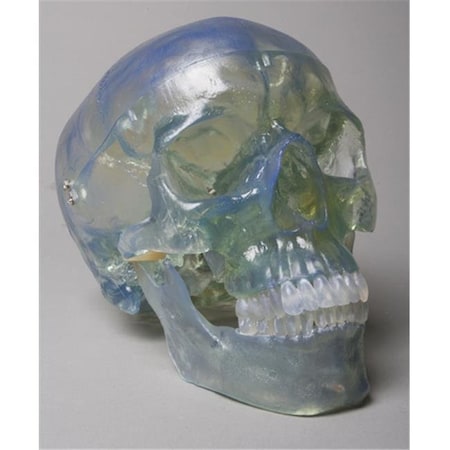 Skeletons And More Skeletons and More SM200DC Clear Skull SM200DC